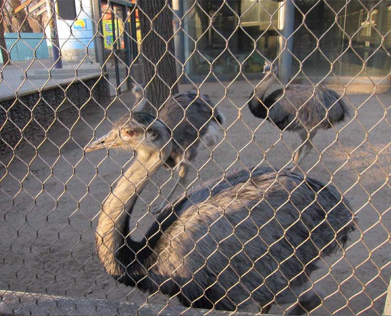 bird aviary cable mesh