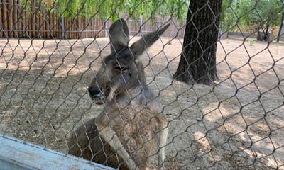 Stainless Steel Cable Mesh Is The Ideal Material For Zoo Construction