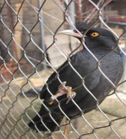 Bird Aviaries