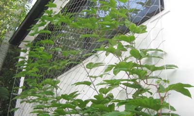 Stainless Steel Cable Mesh Green Wall