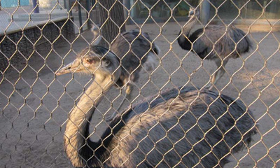 Bird Aviary Cable Mesh