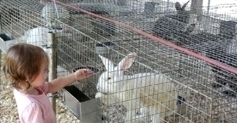 Rabbit Fences