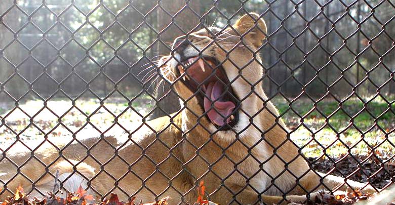 Chain-link Wire Mesh Fence