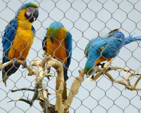 Parrot Enclosure Mesh