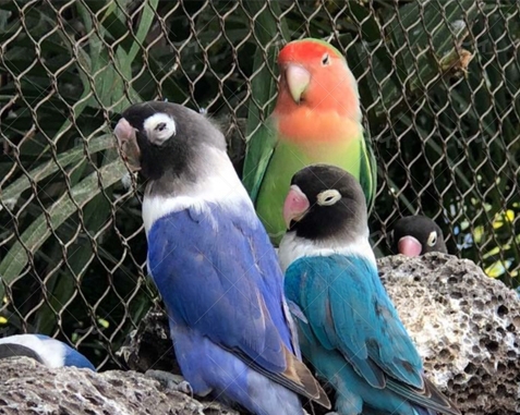 Parrot Enclosure Mesh