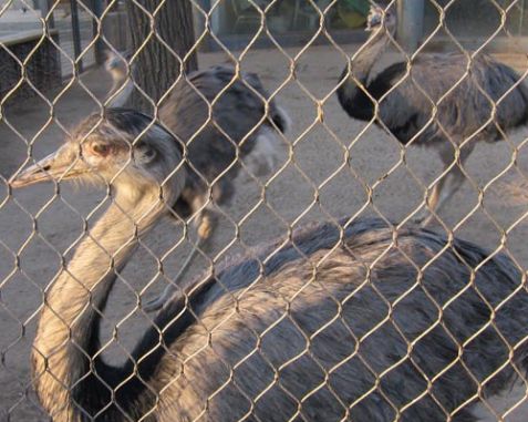 Zoo Mesh & Animal Enclosure Mesh