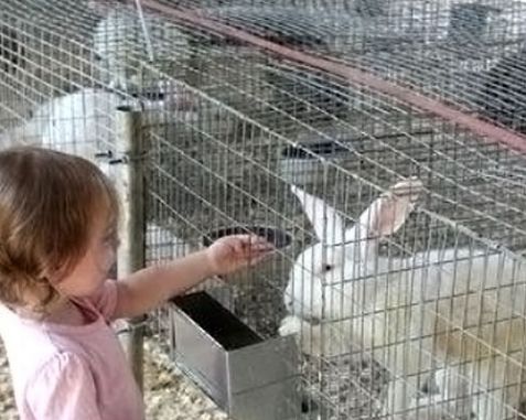 Animal Husbandry Mesh