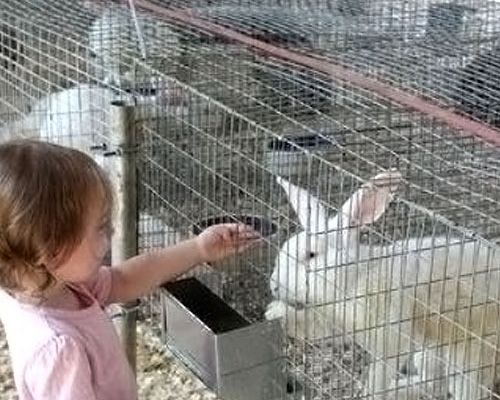 Animal Husbandry Mesh