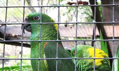 How to Choose the Best Aviary Wire Mesh?