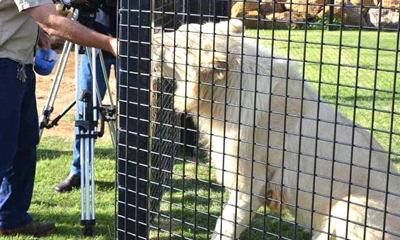 Why Stainless Steel Rope Mesh Is the Best Choice for Zoo Animal Fencing