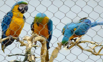 Parrot Enclosure Mesh: Construction and Renovation of Parrot Enclosures