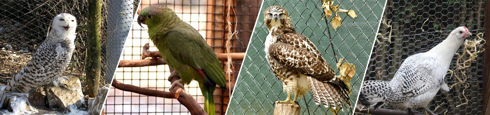 Bird Mesh & Aviary Mesh