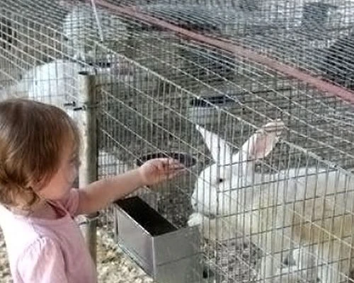 Animal Husbandry Mesh